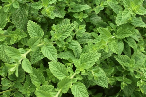 Lemon balm